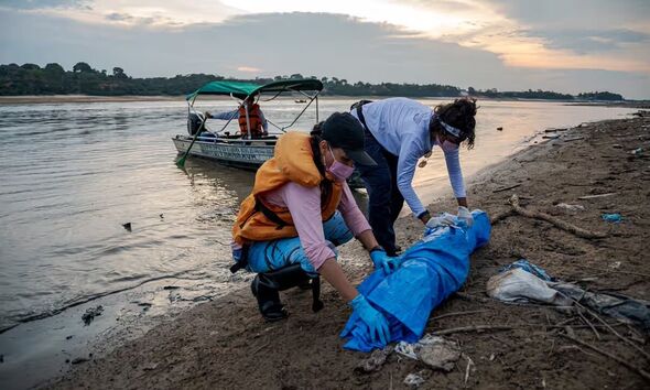 Over 100 dolphins dead in  as it hits record-high temperature